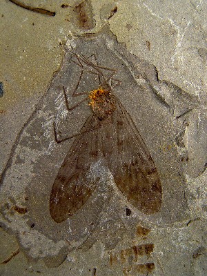 Insect
